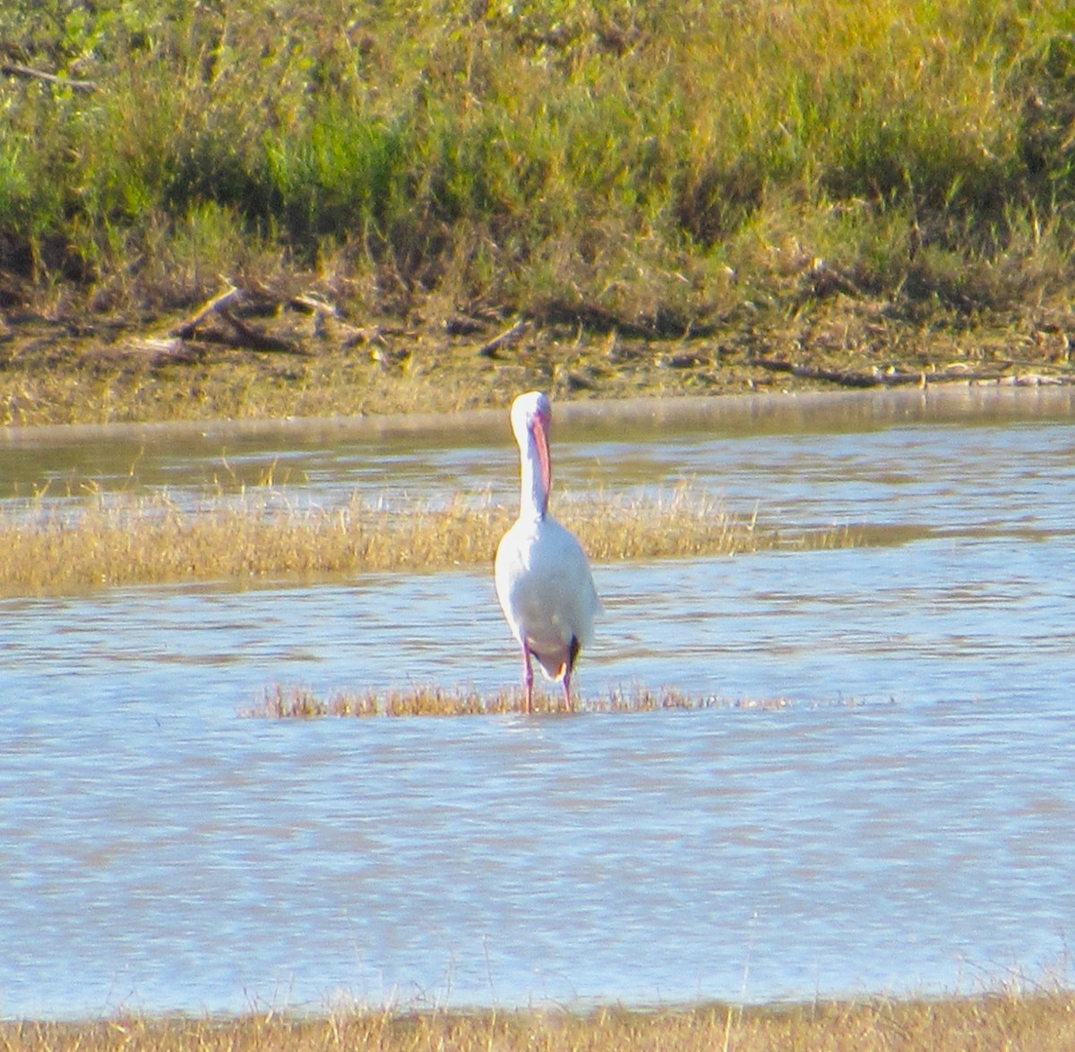White Ibis - ML646774816