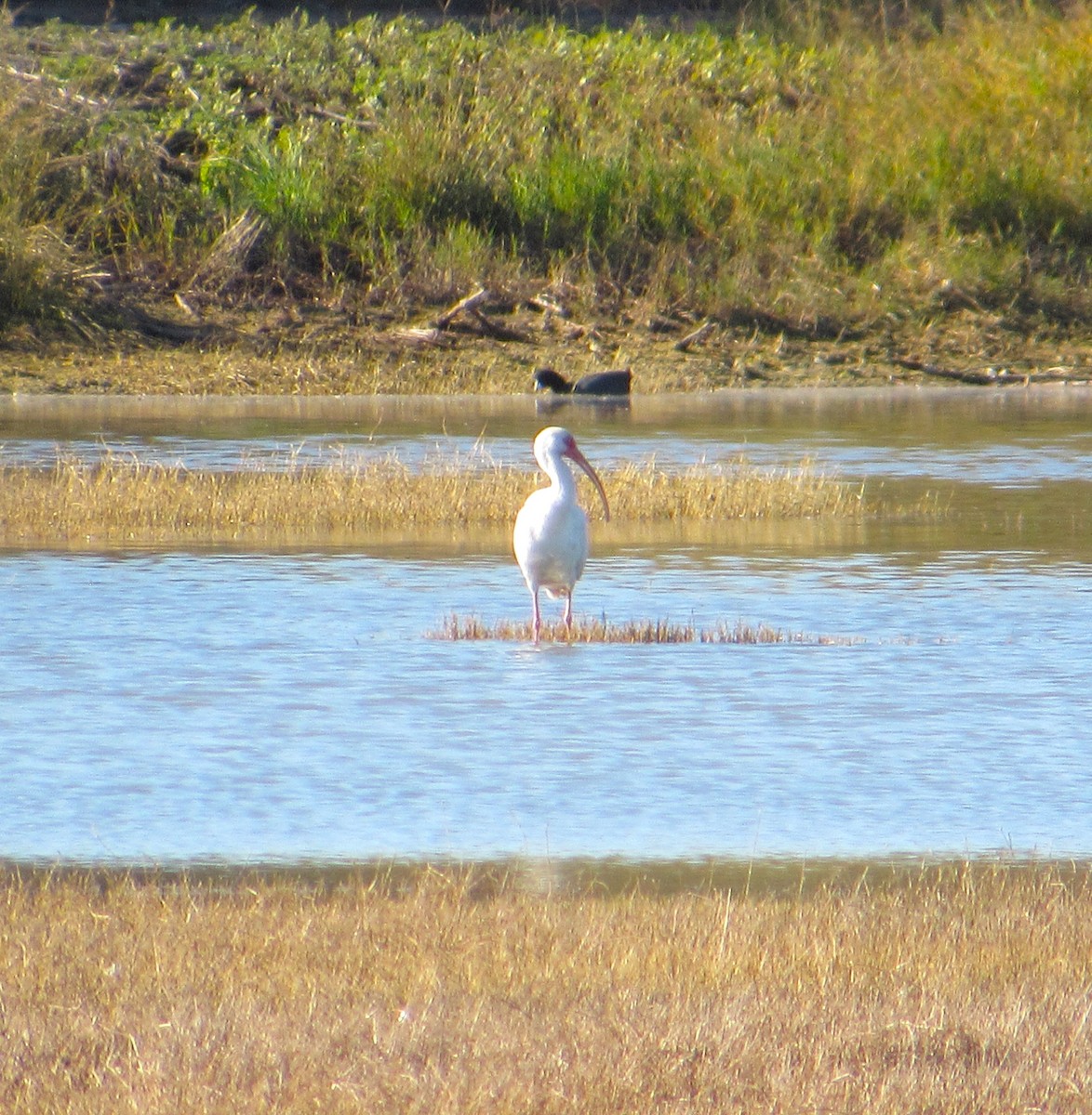 White Ibis - ML646774817