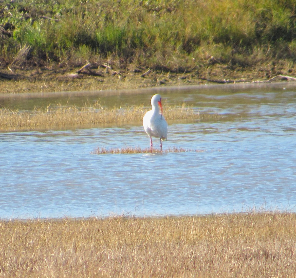 White Ibis - ML646774818