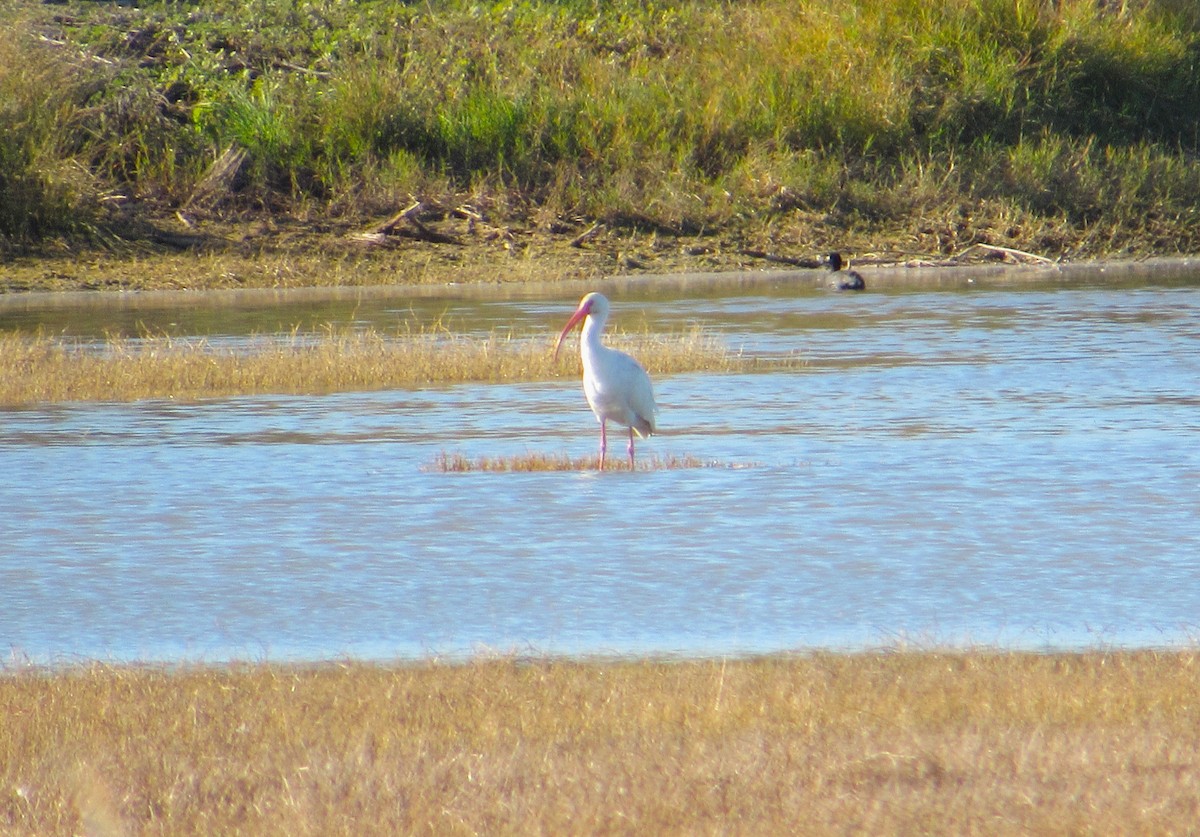 White Ibis - ML646774819
