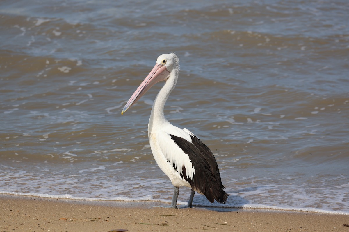 Australian Pelican - ML646774820