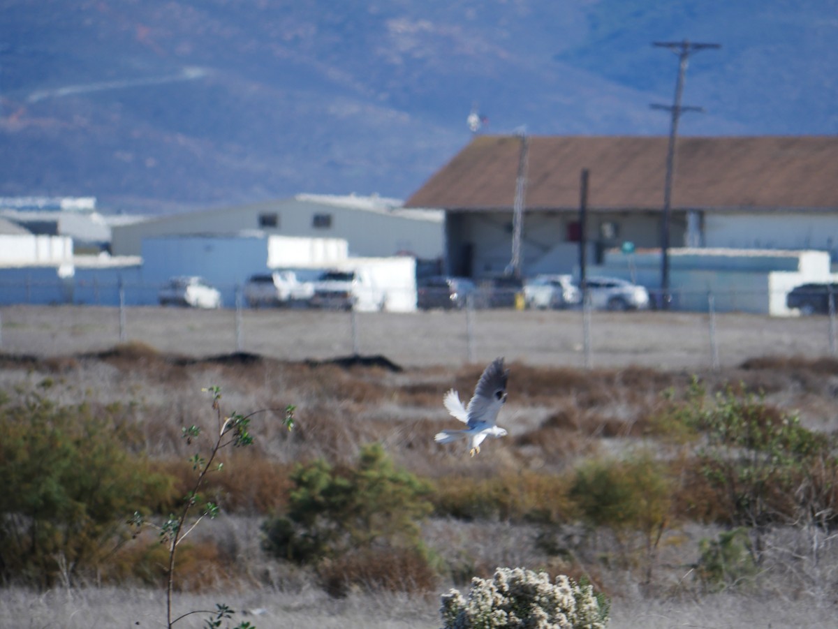White-tailed Kite - ML646774826