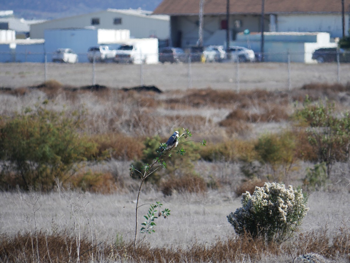 White-tailed Kite - ML646774827