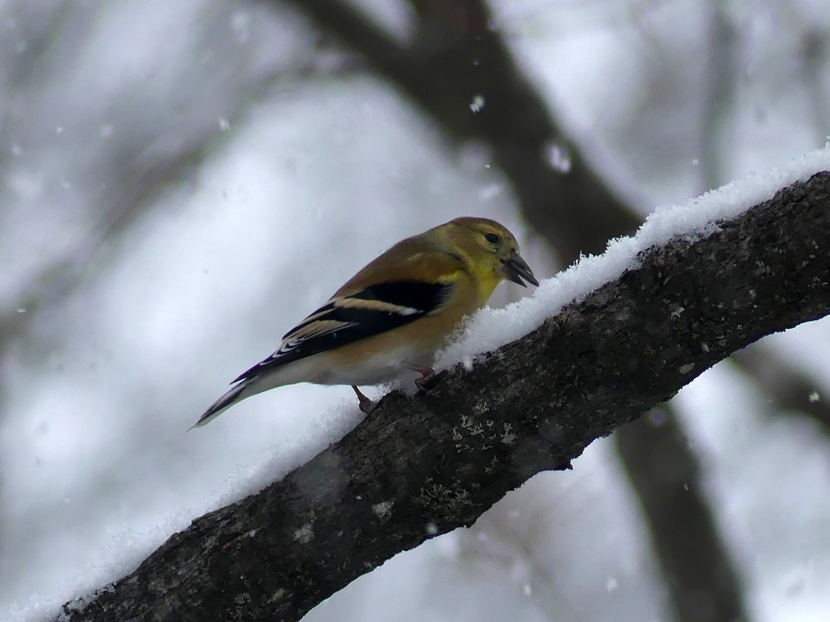 American Goldfinch - ML646774829