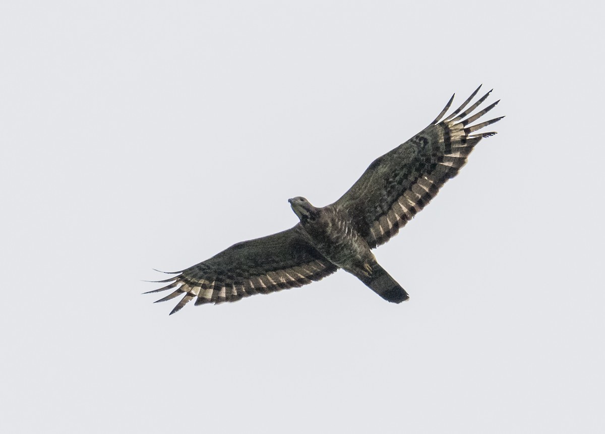 Oriental Honey-buzzard - ML646774831