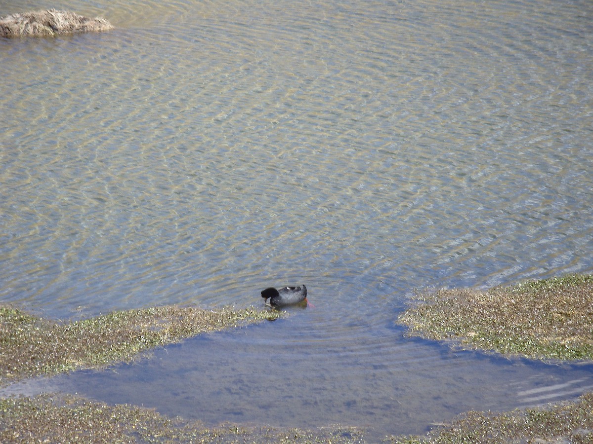 Giant Coot - ML646774836