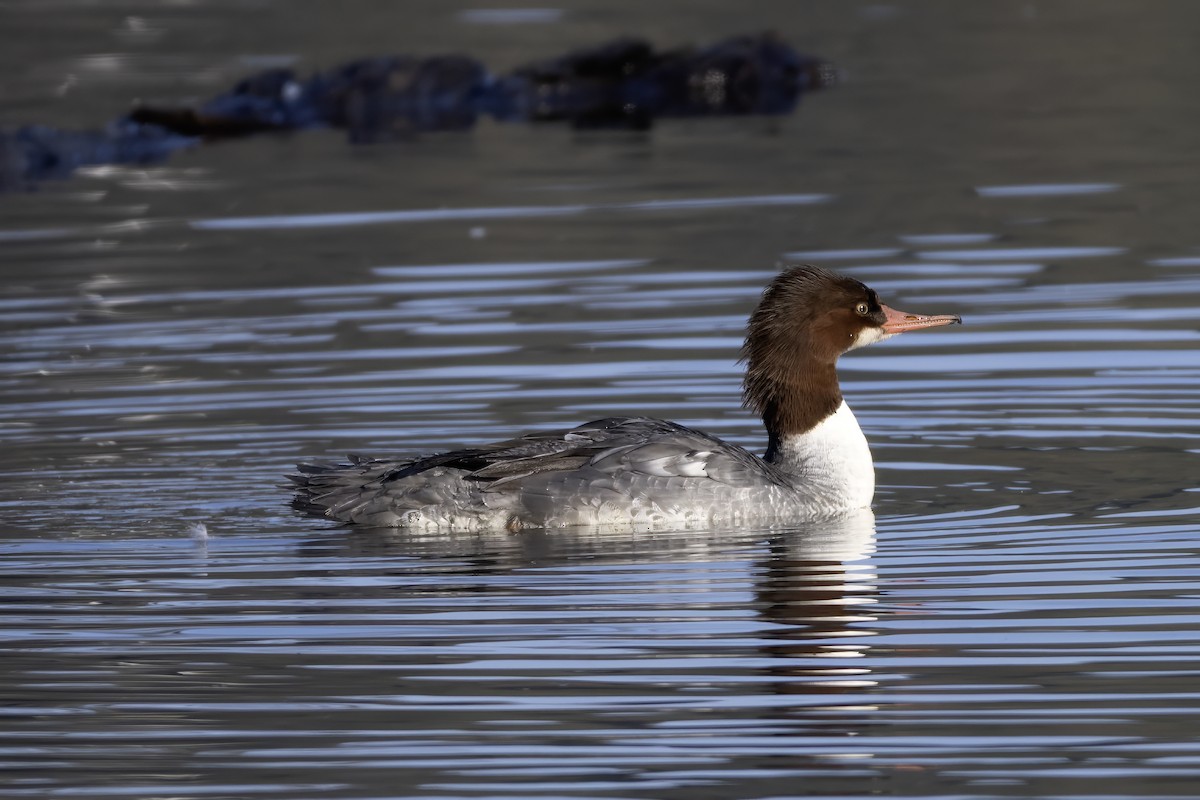 Common Merganser - ML646774837