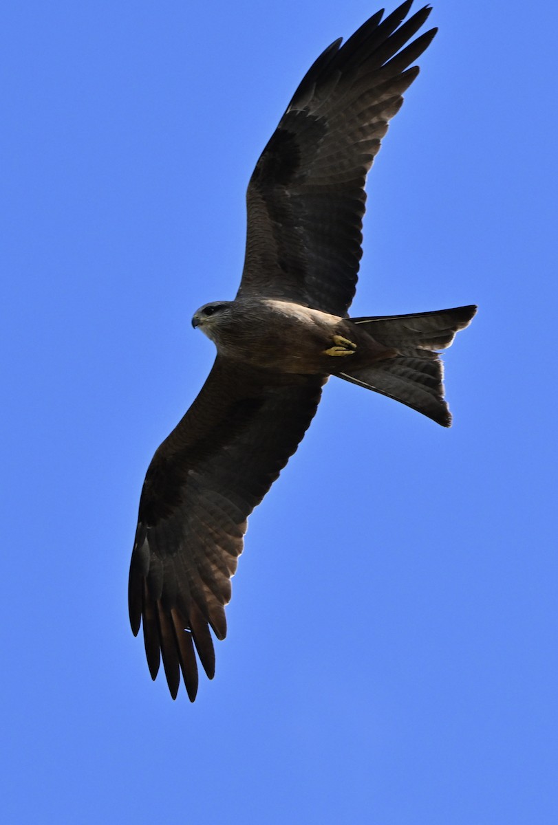 Black Kite - ML646774839
