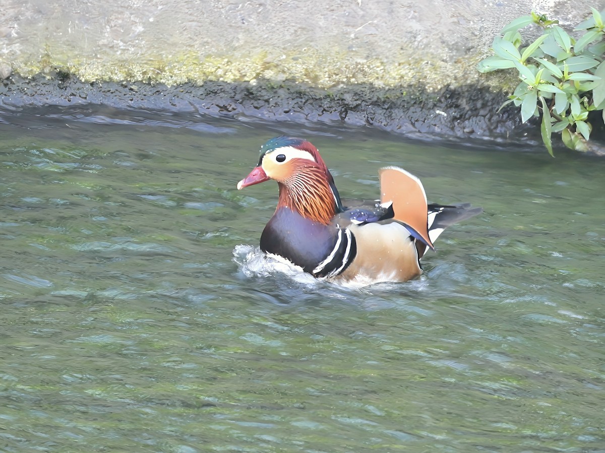 Mandarin Duck - ML646774844