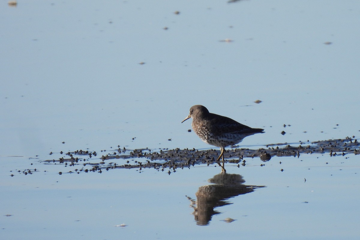 Побережник берингійський - ML646774845