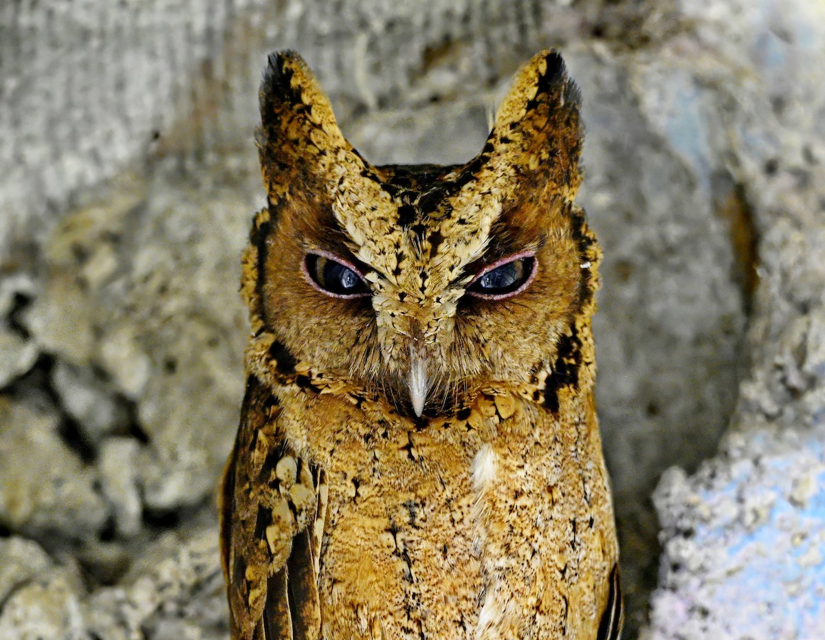 Çin İshakkuşu - ML646774846