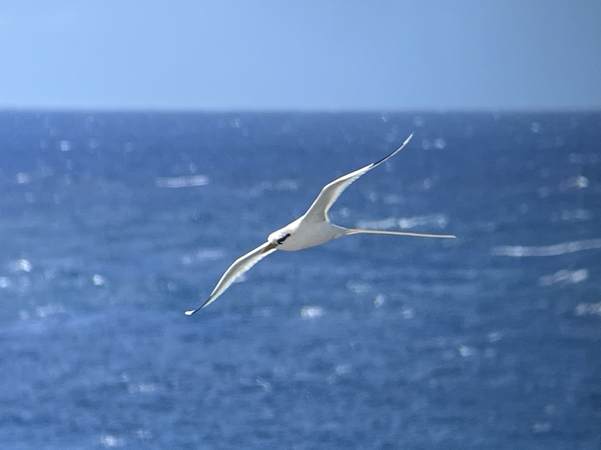 Rabijunco Menor - ML646774847