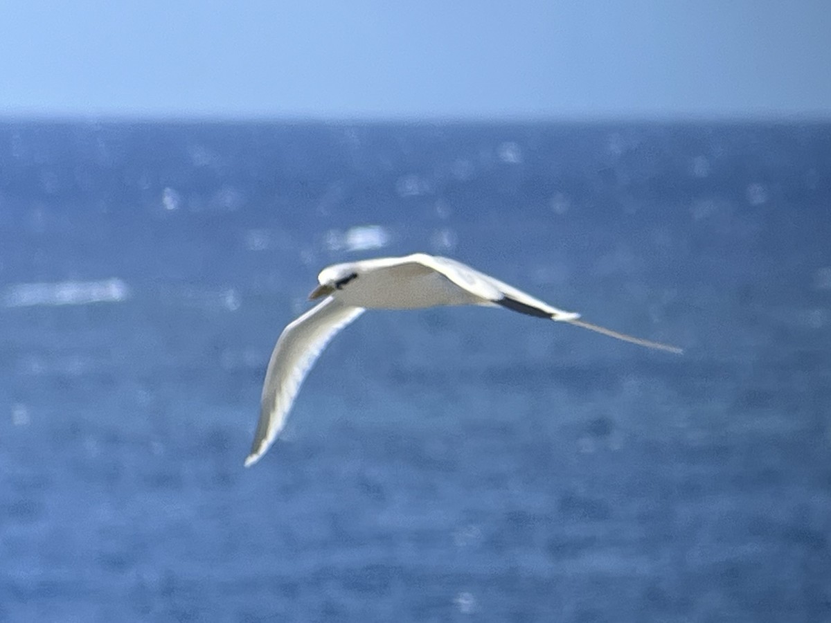 Rabijunco Menor - ML646774848