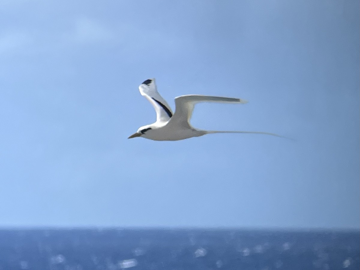 Rabijunco Menor - ML646774849