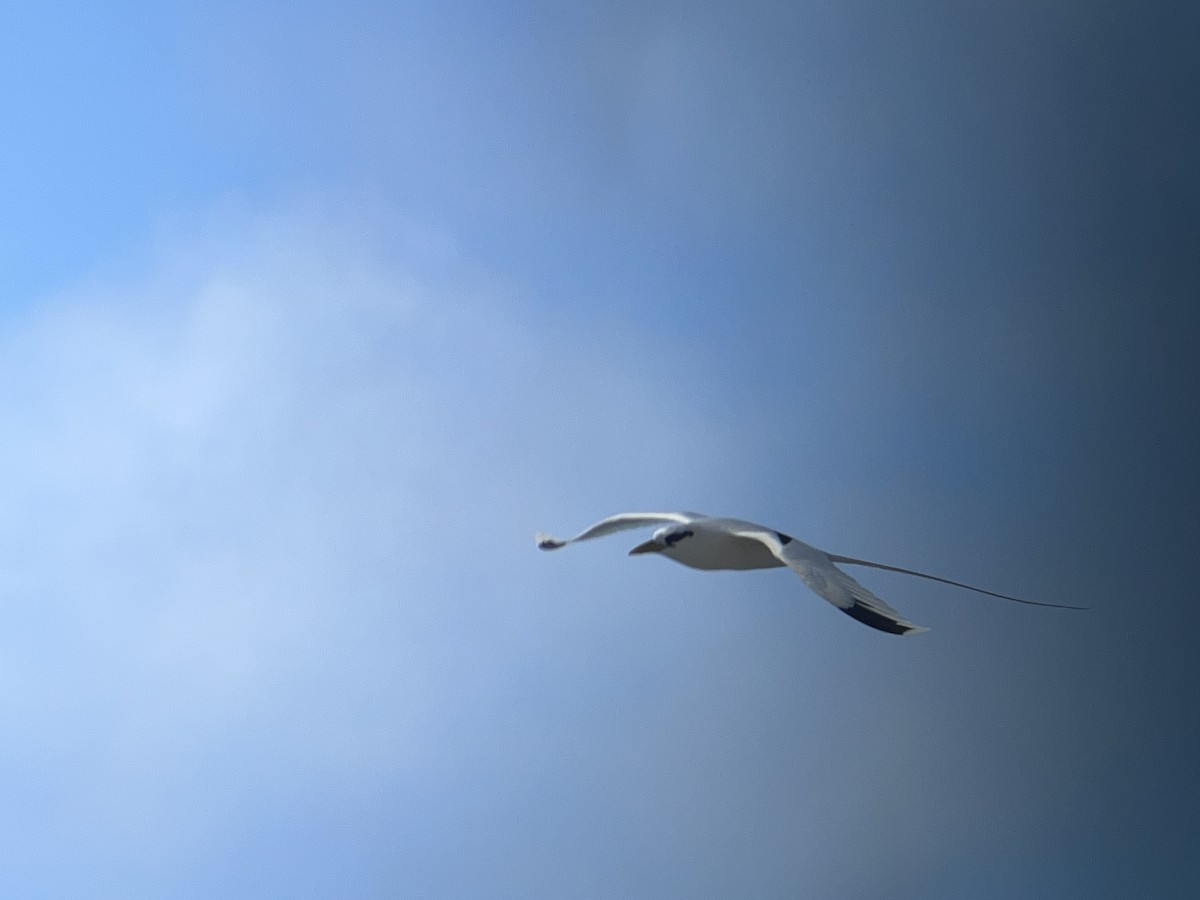 Rabijunco Menor - ML646774850