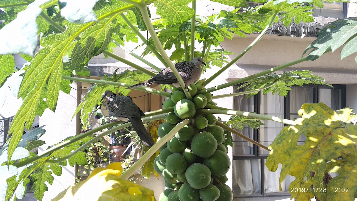 Горлиця китайська - ML646774853