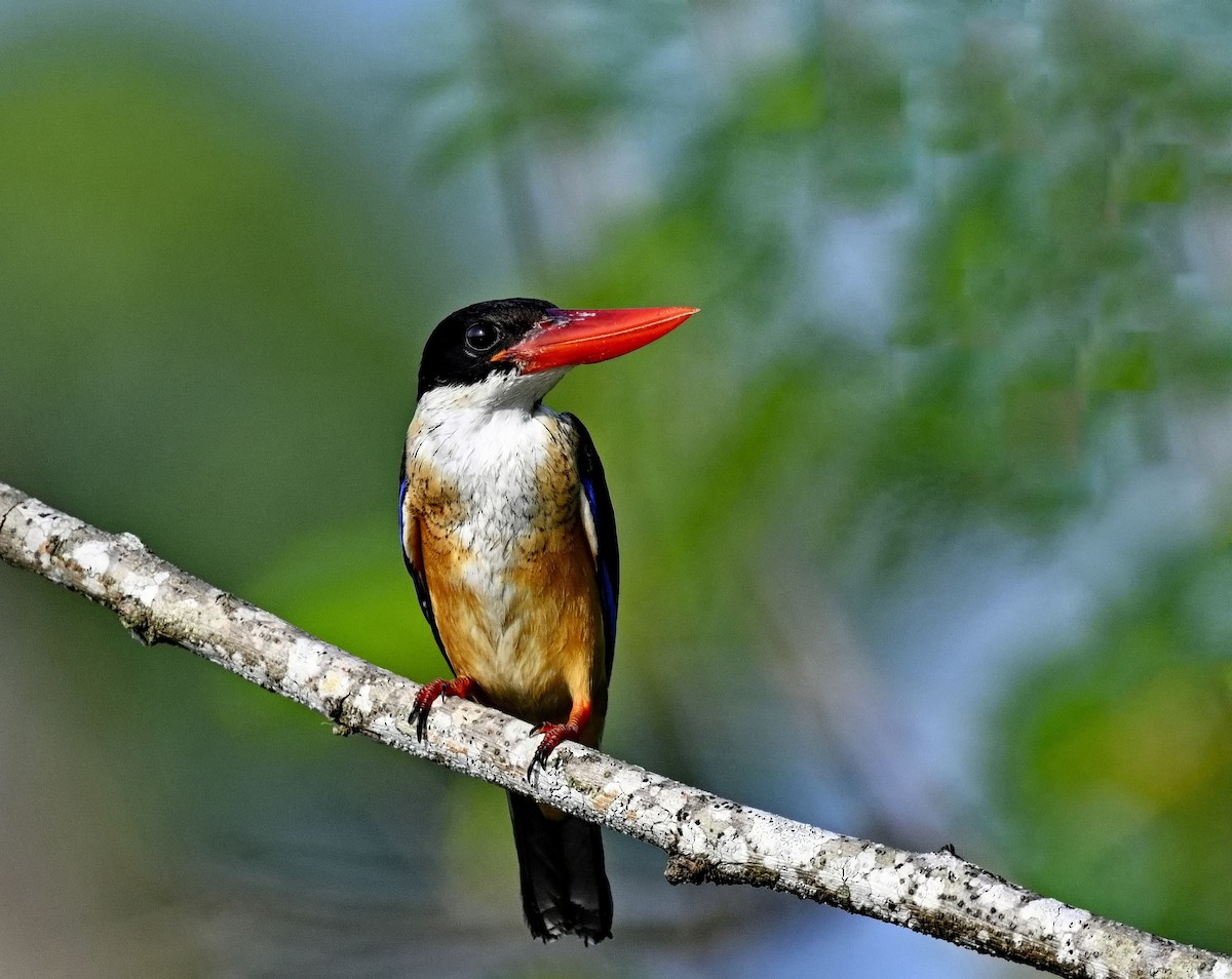 Kara Başlıklı Yalıçapkını - ML646774855