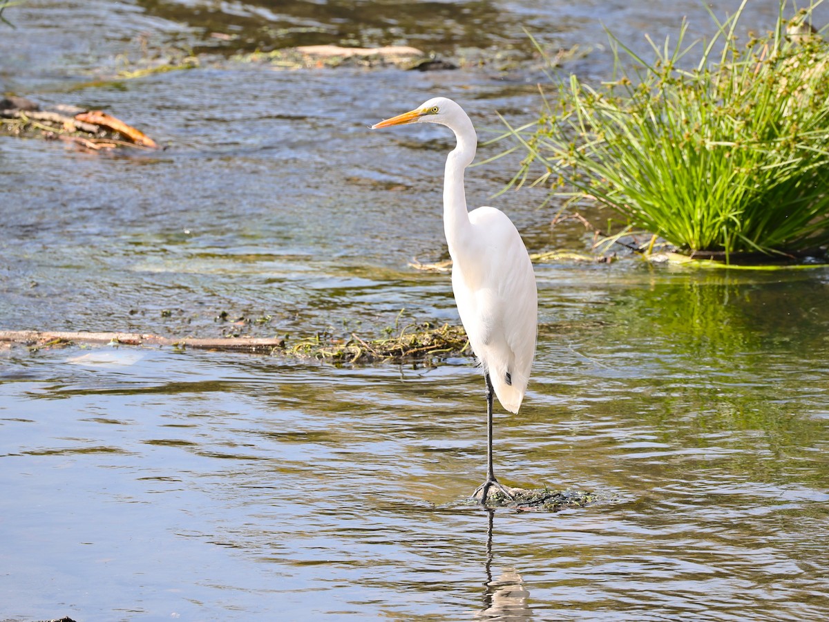 Great Egret - ML646774858