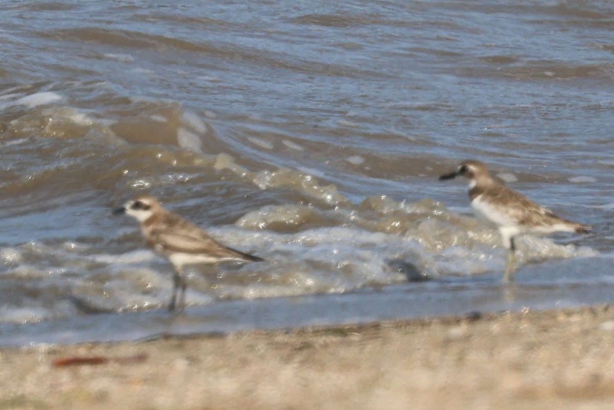 Kolyma-/Tibet-/Wüstenregenpfeifer - ML646774868