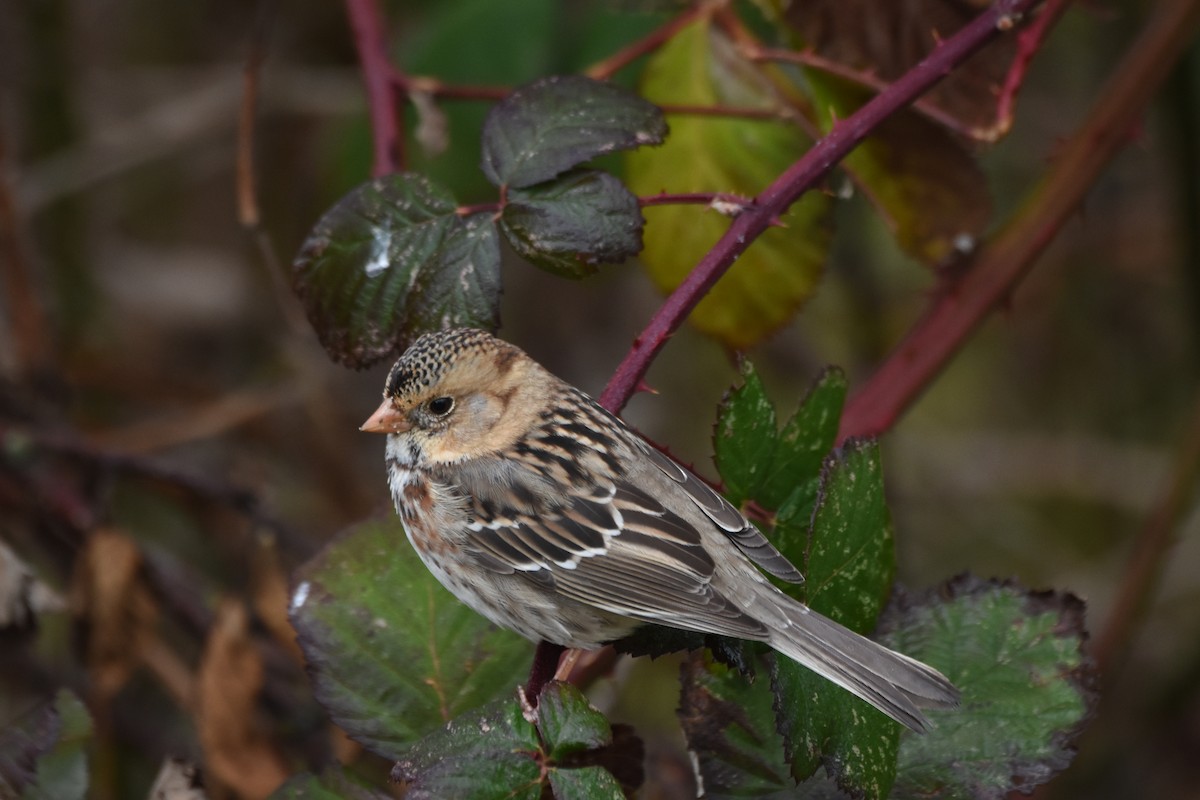 Harris's Sparrow - ML646774870