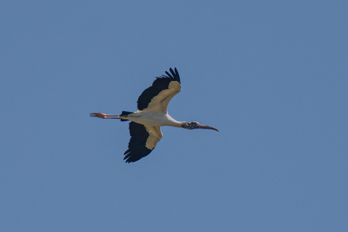 Міктерія - ML646774871