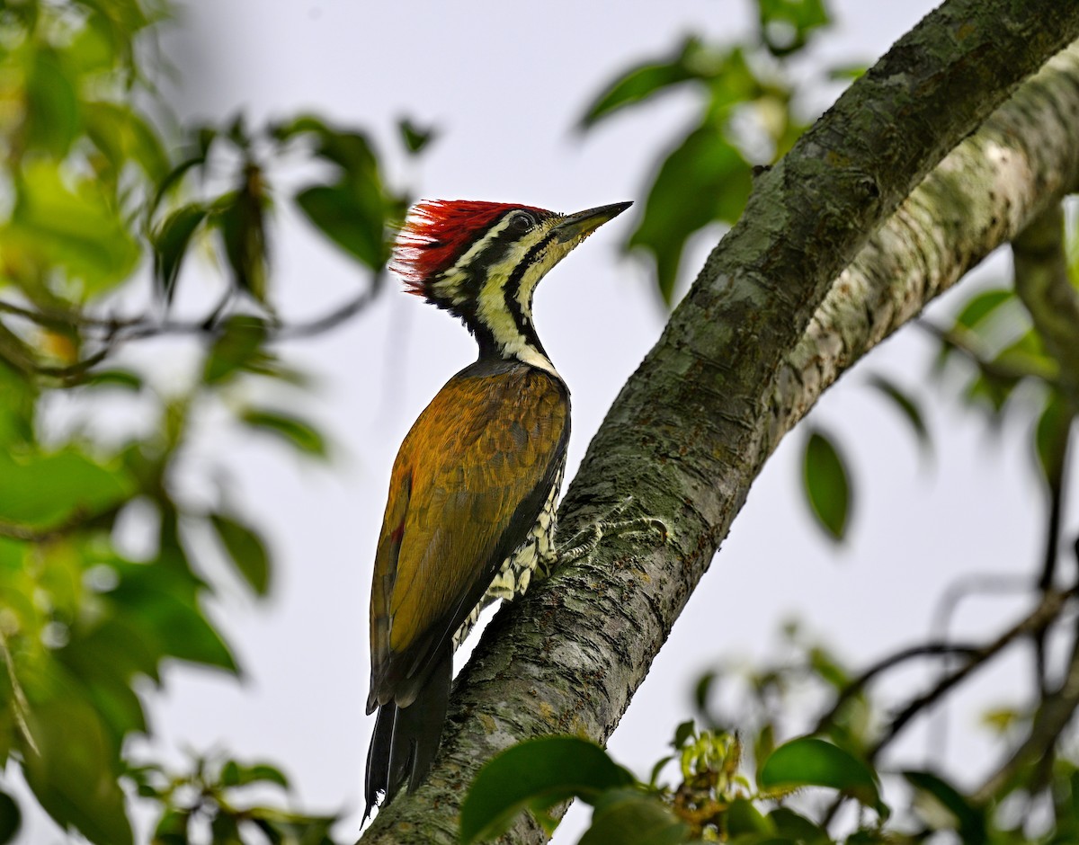 Alevsırt - ML646774872