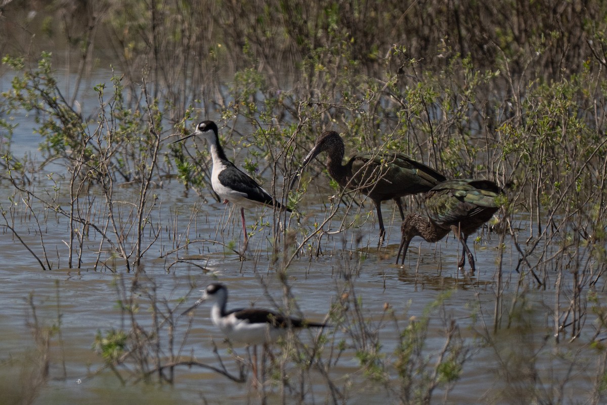 Коровайка американська - ML646774877