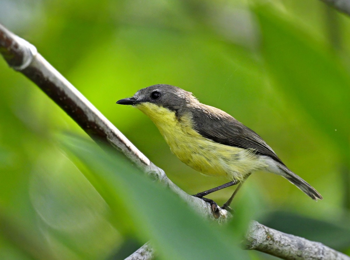 Sarı Göğüslü Gerigon - ML646774878