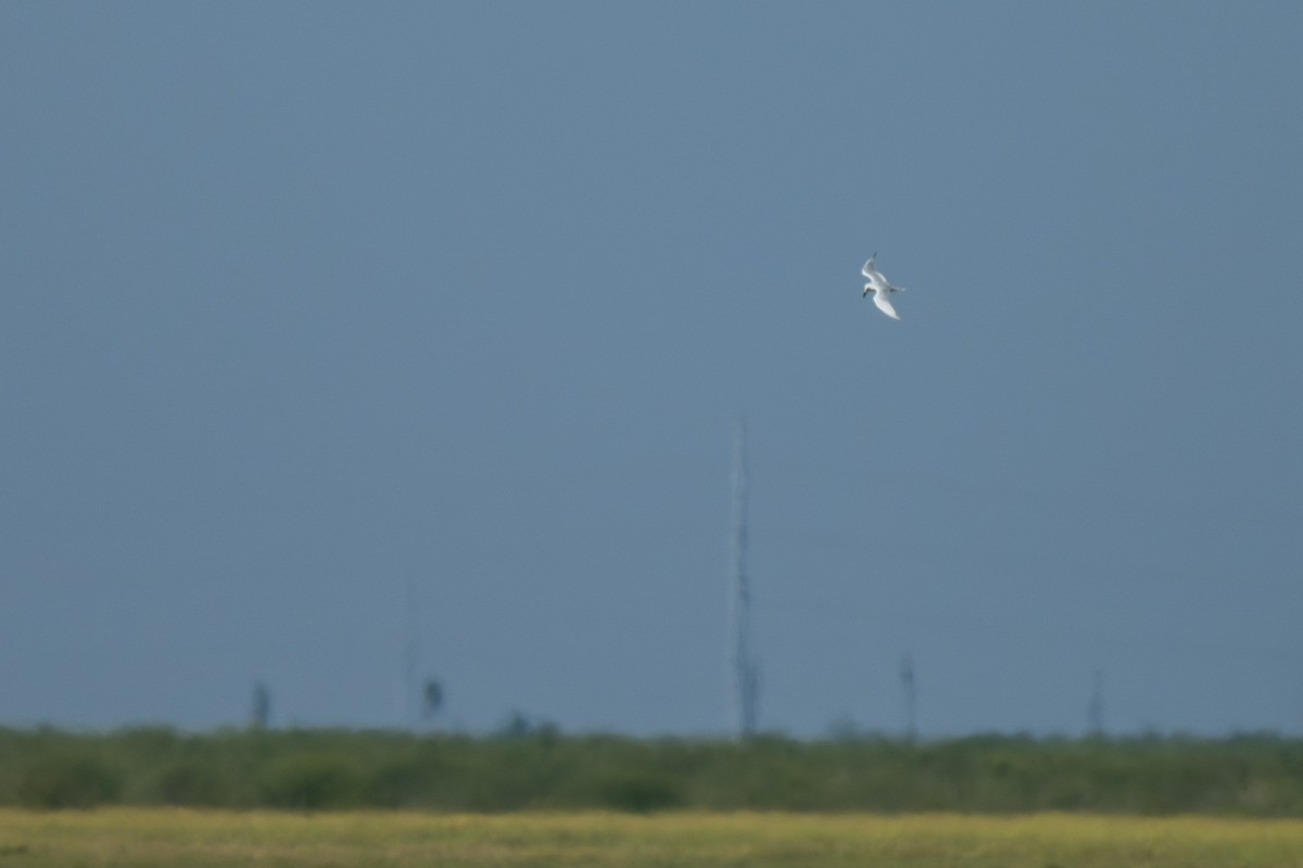 Крячок чорнодзьобий - ML646774879