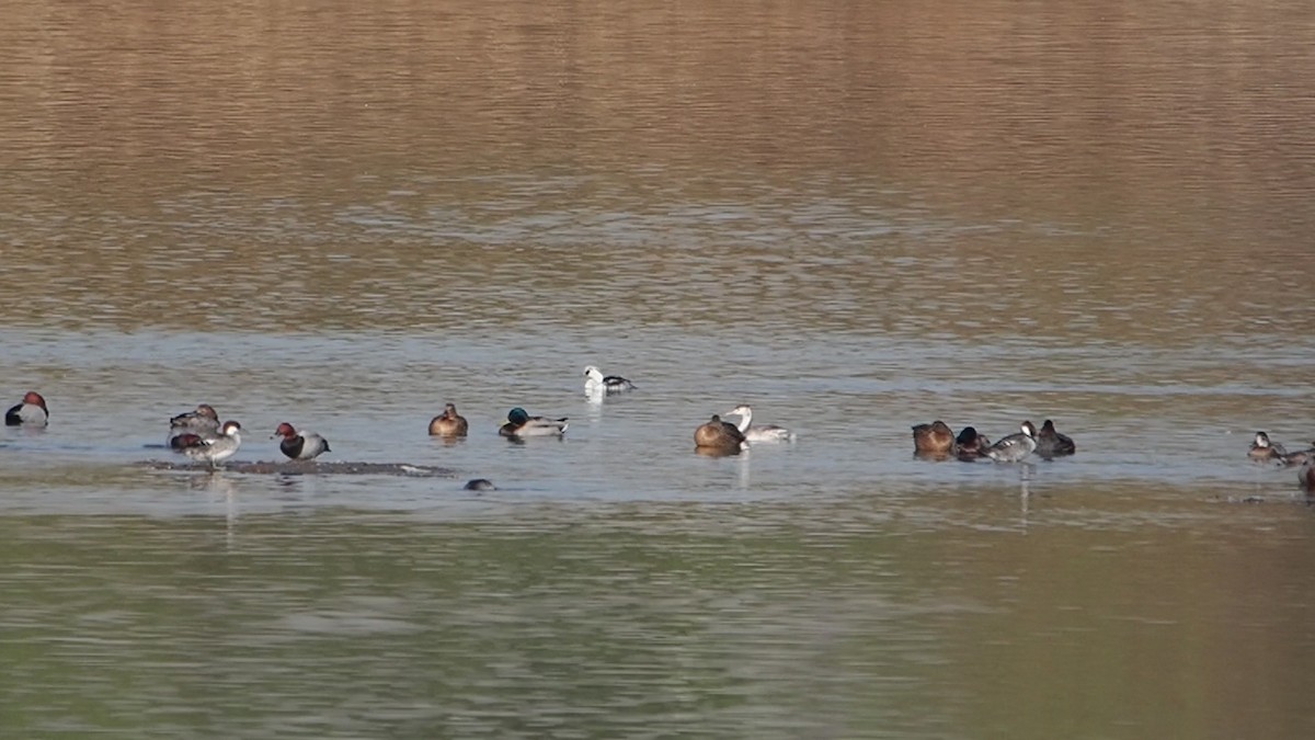 Serreta Chica - ML646774880