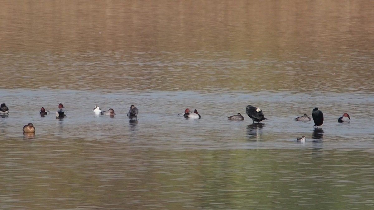 Serreta Chica - ML646774881