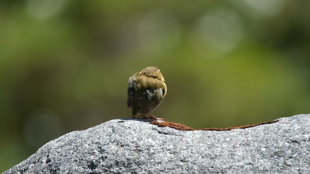 South Island Wren - ML646774882
