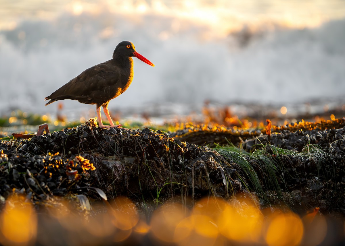 Black Oystercatcher - ML646774883