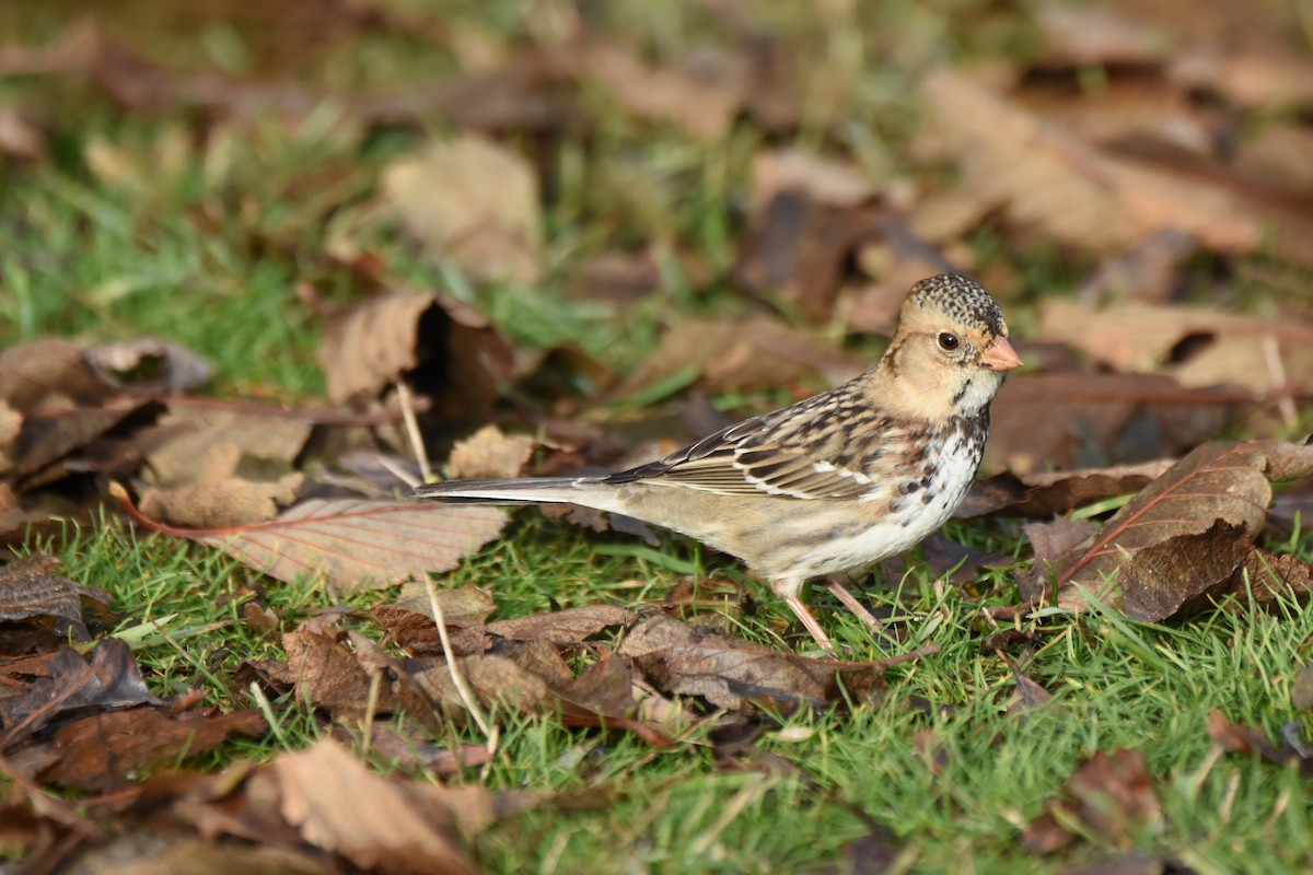 Harris's Sparrow - ML646774884