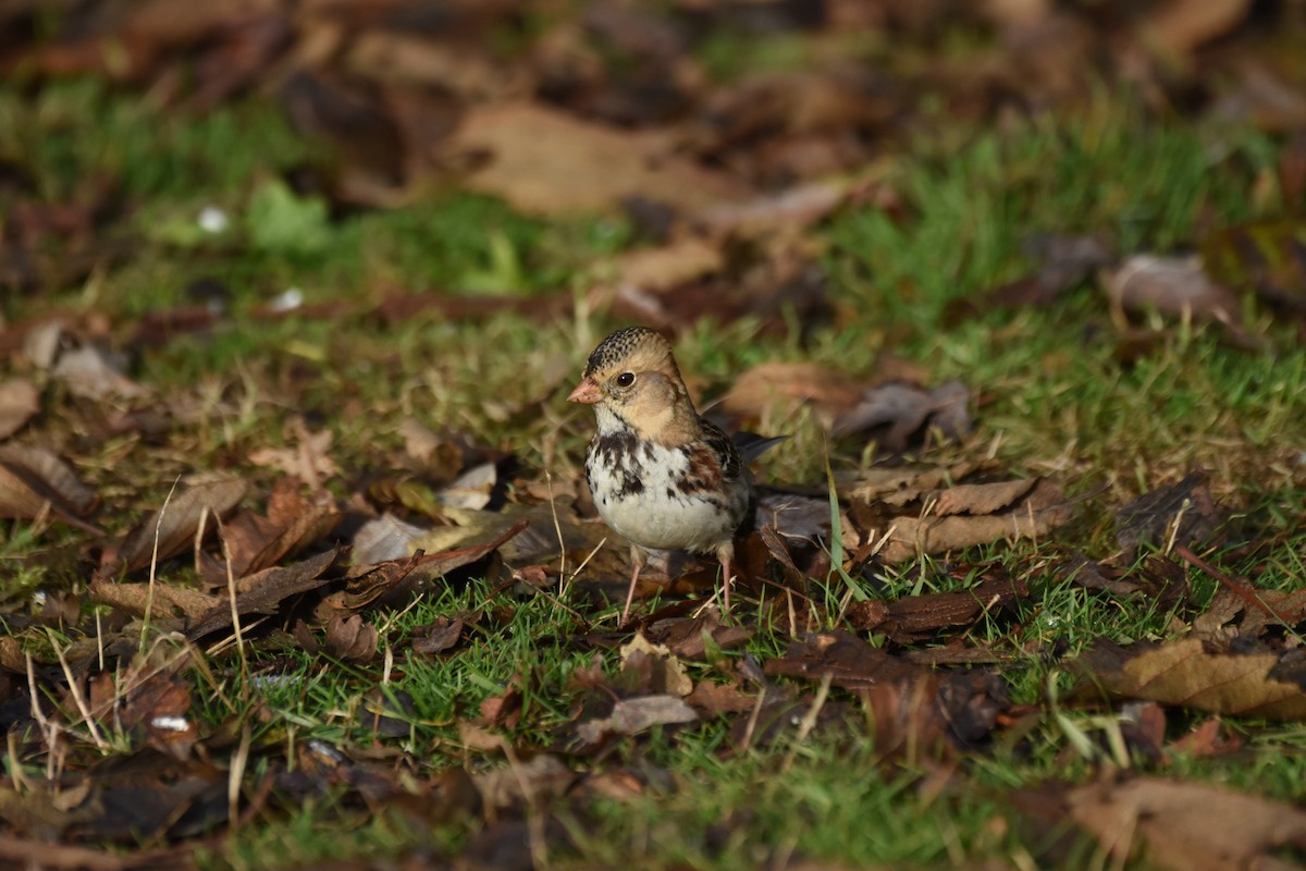 Harris's Sparrow - ML646774885