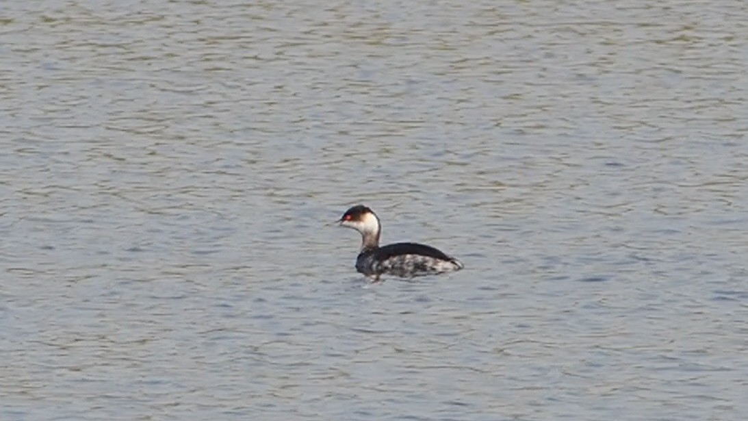 Eared Grebe - ML646774886