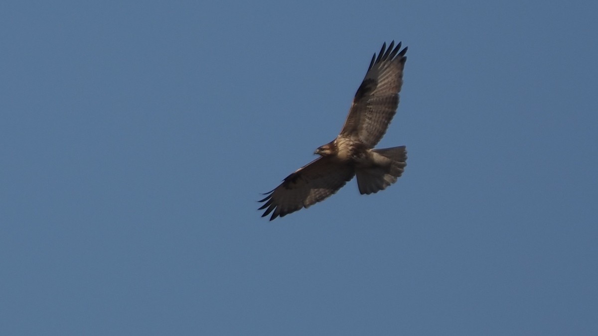 Eastern Buzzard - ML646774890