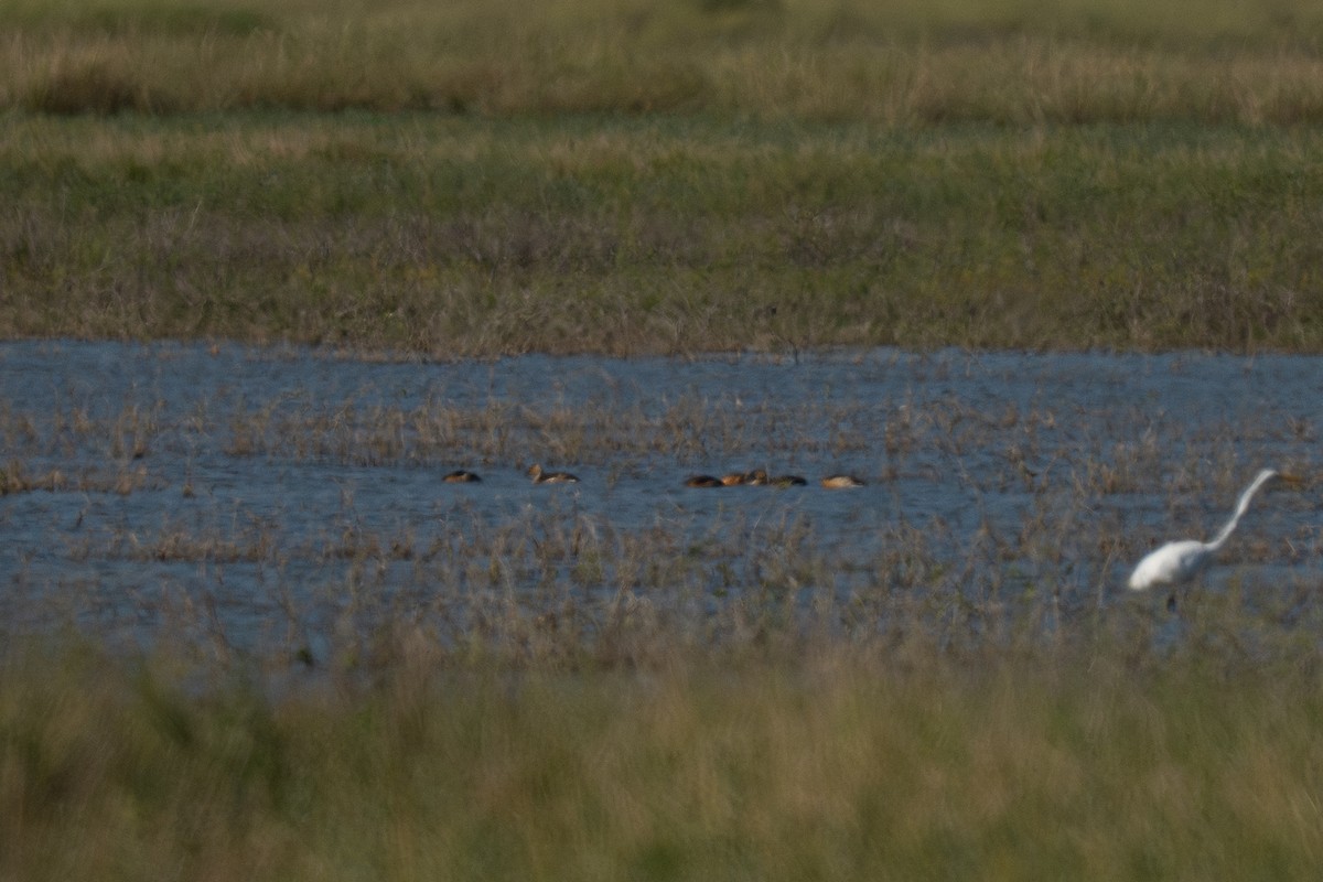 Свистач рудий - ML646774892