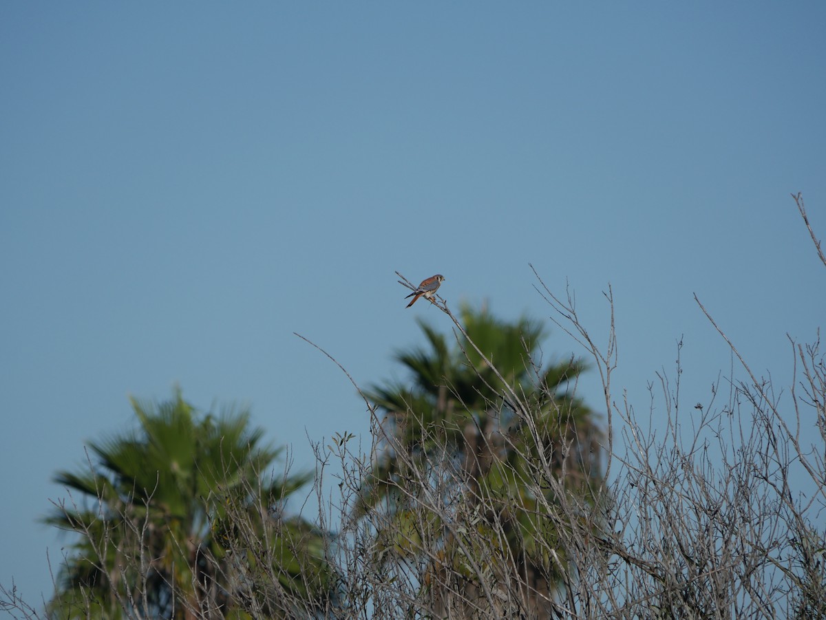 American Kestrel - ML646774893