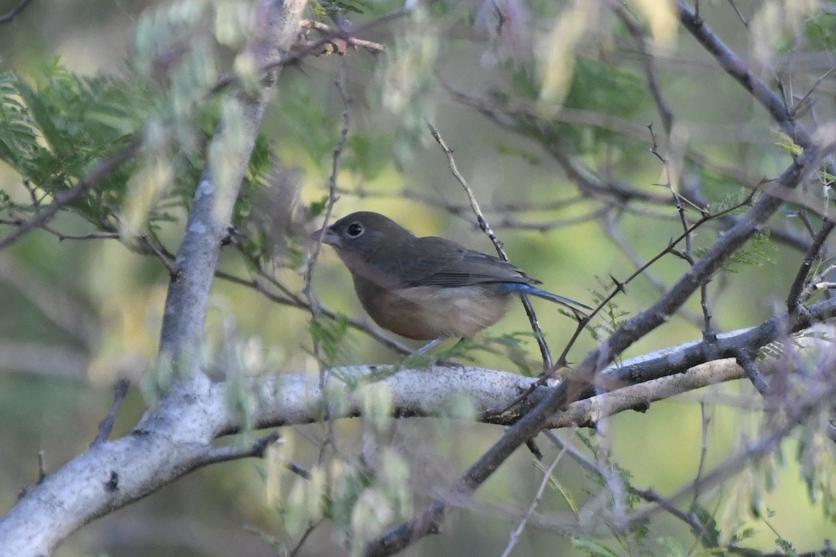 Rose-bellied Bunting - ML646774894