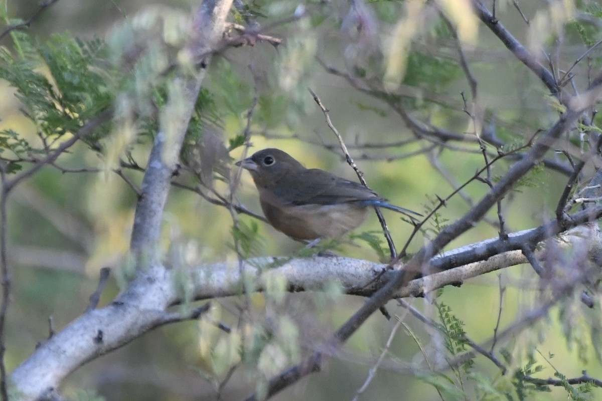 Rose-bellied Bunting - ML646774895