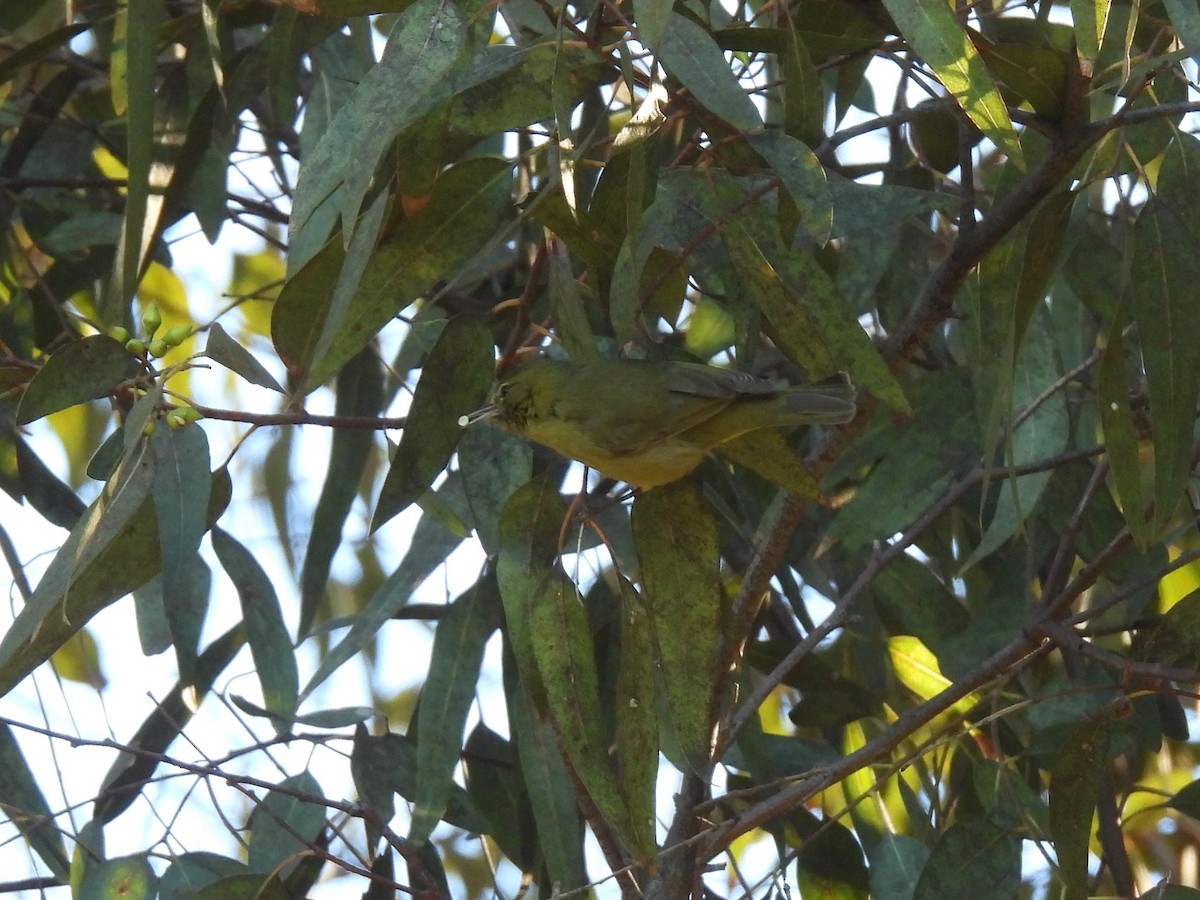 Orange-crowned Warbler - ML646774898