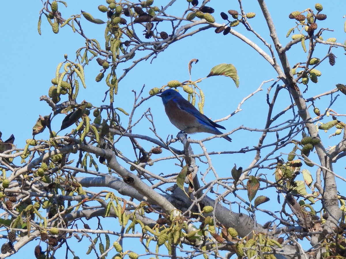 Western Bluebird - ML646774899