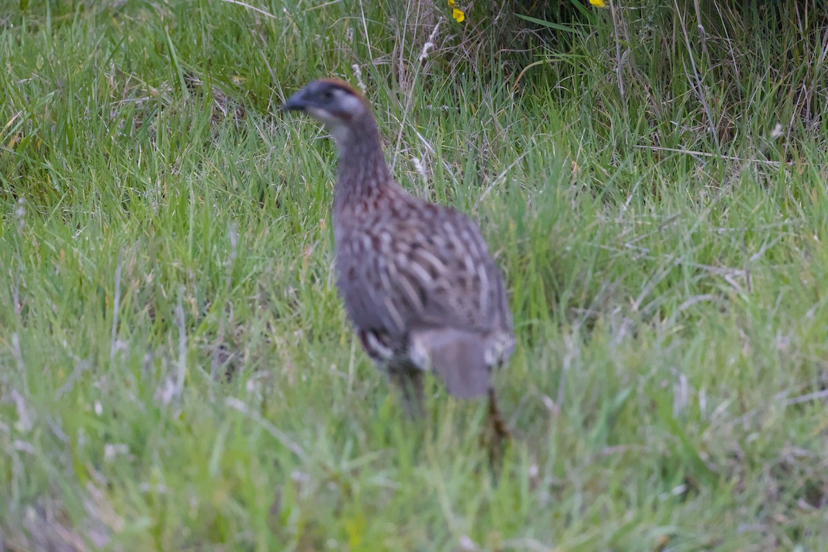 Erckel's Spurfowl - ML646774907