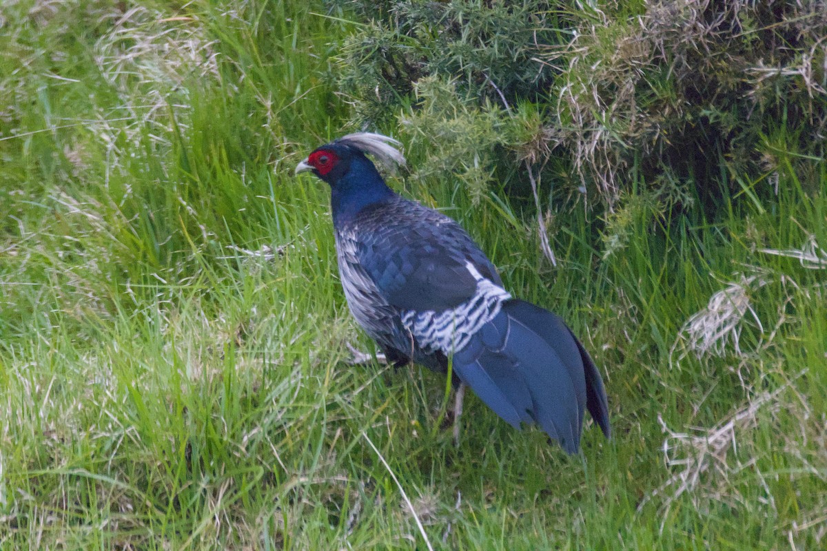 ミヤマハッカン - ML646774911