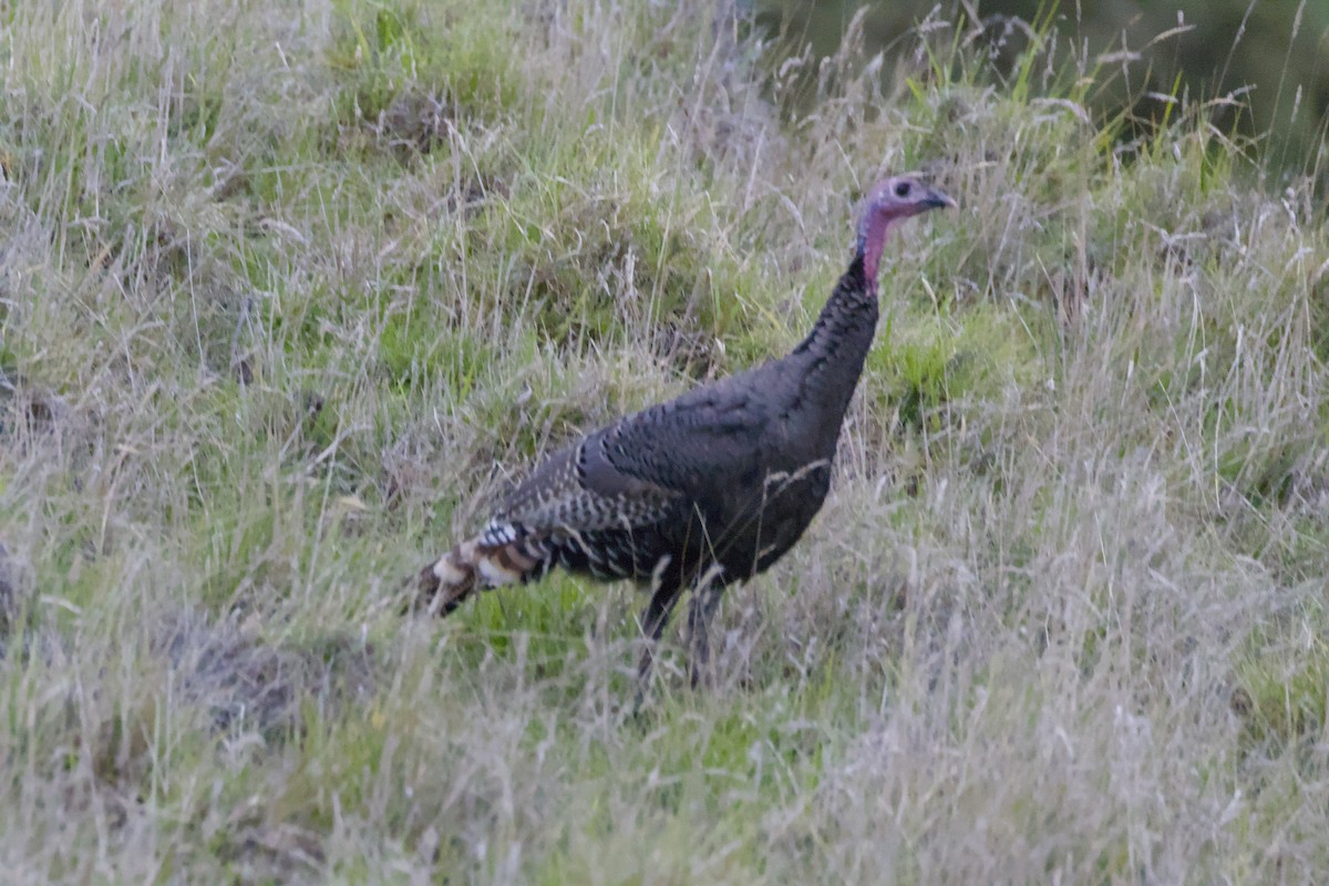 Wild Turkey - ML646774913