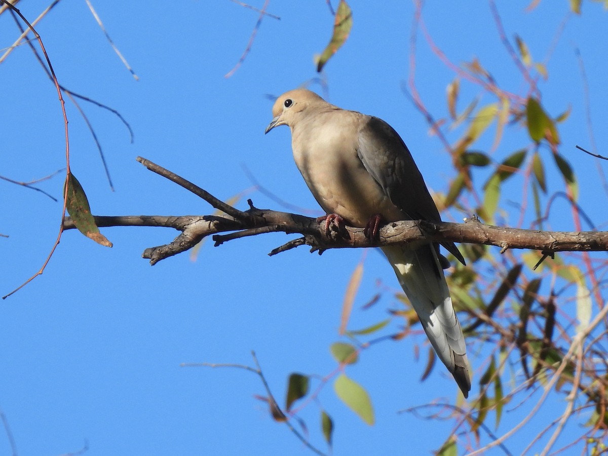 Zenaida arrunta - ML646774914