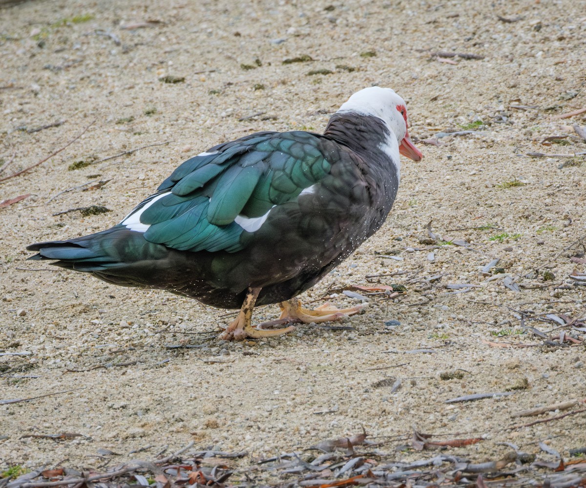 Muscovy Duck (Domestic type) - ML646774916