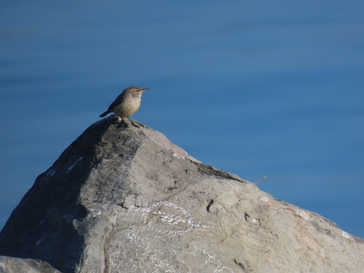Орішець скельний - ML646774917