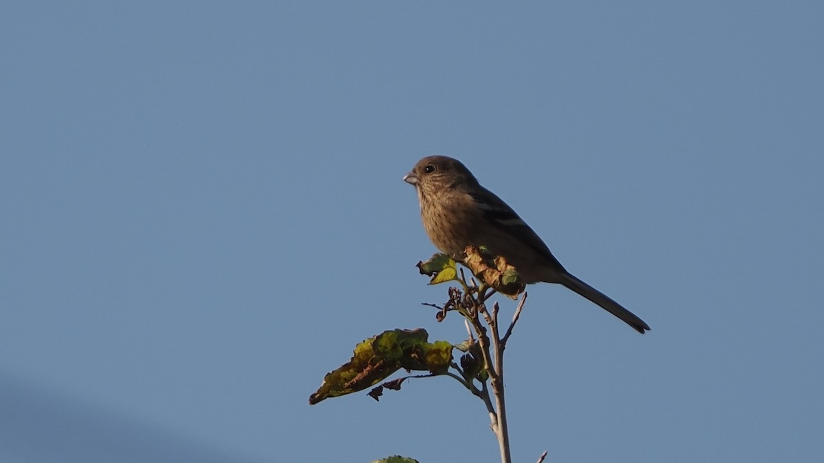 Long-tailed Rosefinch - ML646774926